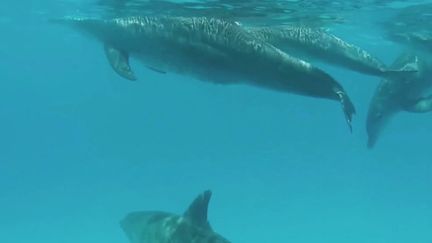 Zanzibar : le paradis des dauphins attire de nombreux touristes