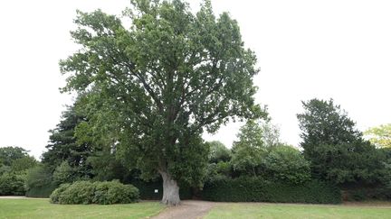 Chêne pédonculé fastigié (Quercus robur 'Fastigiata'), dans le Domaine de Versailles.&nbsp; (ISABELLE MORAND / DIDIER HIRSCH / RADIO FRANCE / FRANCE INFO)