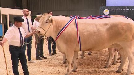 Salon de l'agriculture : les producteurs de lait et de vache inquiets pour leur revenu (France 3)