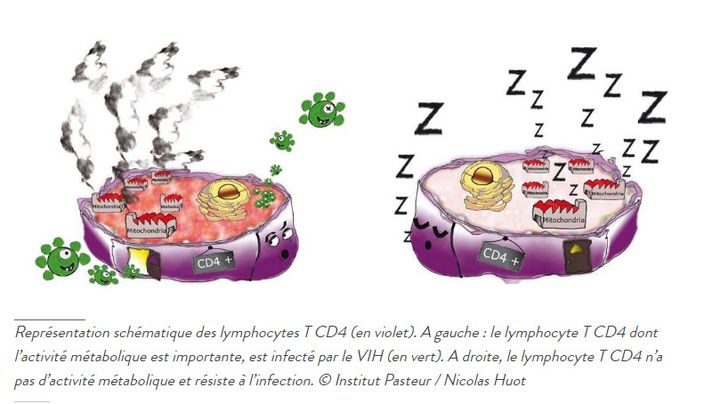 Représentation d'un&nbsp;lymphocyte T CD4 ciblé par le VIH à gauche&nbsp;et d'un&nbsp;lymphocyte T CD4&nbsp;non ciblé en raison de son activité métabolique "endormie" par&nbsp;des molécules.&nbsp; (INSTITUT PASTEUR)