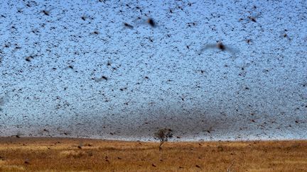 Une invasion de criquets (BILAL TARABEY / AFP)