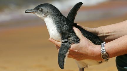 Un manchot pygm&eacute;e avant r&eacute;insertion dans son milieu naturel &agrave; Collaroy Beach, au nord de Sydney (Australie), le 7 septembre 2005. (REUTERS)