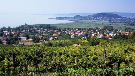 Des vignes sur les rives du lac Balaton, en Hongrie. (FRILET PATRICK / HEMIS.FR)