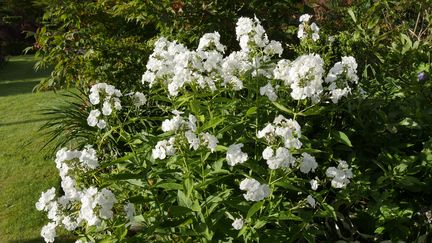 Un jardin oui, mais à condition de respecter quelques obligations... (ISABELLE MORAND / RADIO FRANCE)