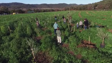 Dans le Var, des bénévoles créent un jardin partagé pour réhabiliter des terres. Avec l'aide d'une association, leur production est ensuite distribuée à des personnes précaires. (France 2)