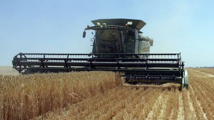Des agriculteurs ukrainiens récoltant des céréales dans la région d'Odessa, dans le sud de l'Ukraine, le 23 juin 2023. (IGOR TKACHENKO / EPA)
