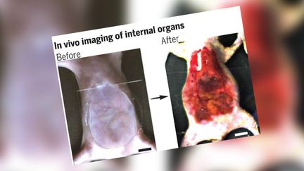 Le colorant, en réduisant la diffusion de certaines ondes de lumière, et en permettant à d'autres rayons du spectre lumineux de pénétrer plus profondément, donne cette impression de transparence. (UNIVERSITE DE STANFORD)