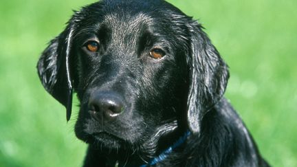 &nbsp; (Le nouveau chien de l'Elysée est un labrador noir comme celui-ci, nommé Philae © Maxppp)