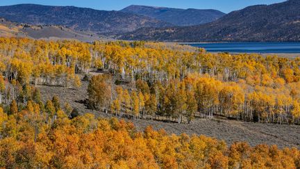 Pando, une colonie de 47 000 peupliers faux-trembles reliés par leurs racines et couvrant 43 hectares, dans l’Utah aux États-Unis, en octobre 2023. (GEORGE ROSE / GETTY IMAGES NORTH AMERICA)