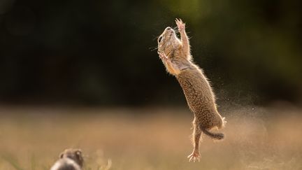 Troisième photo de la série sur l'écureuil qui a valu à Timea Ambrus de remporter le Prix du portfolio aux Comedy Wildlife Photography Awards 2023. (TIMEA AMBRUS)