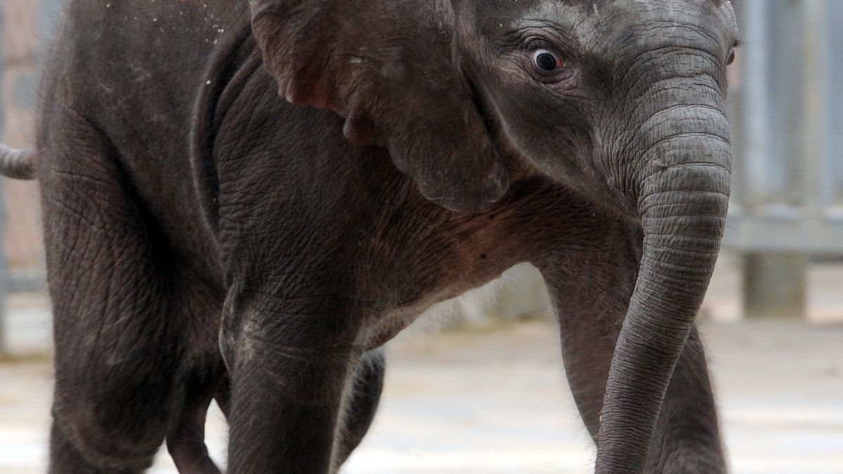 Porno, insémination artificielle et mallettes de lait comment les zoos déploient des trésors dimagination pour sauver les pandas