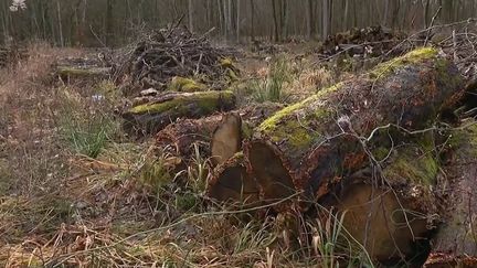 Trafic : le pillage d'arbres, un business très lucratif (FRANCE 2)