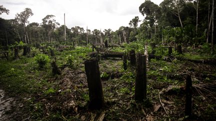 Deforestation impacts the water cycle, which is one of the nine planetary boundaries.  Colombia has thus lost 10% of its Amazon forest.  (JUANCHO TORRES / ANADOLU AGENCY / AFP)