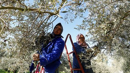 C’est grâce à cet arbre, qui peut vivre très longtemps (le plus vieil olivier du pays à Echraf au nord du pays a 2.500 ans), que le sud du pays a pu se développer. Phéniciens, Grecs, et Romains... utilisaient déjà ce précieux fruit dont l’huile servait à des préparations culinaires, cosmétiques ou médicales, précise le site Tunisian olive oil. Deuxième producteur mondial, il n’est plus rare aujourd’hui de voir son «or vert» remporter des prix dans des grandes compétitions internationales. En 2017, deux huiles d’olive tunisiennes, «Olivko» et «Triomphe de Tuccabor», ont eu des médailles d’or à New York et à Londres. (Zoubeir Souissi / REUTERS )