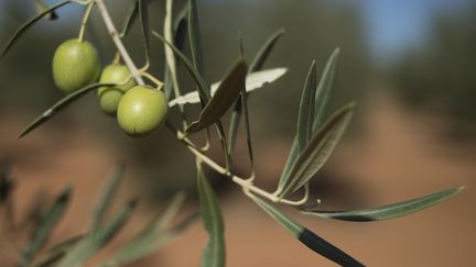 Olives sur l'arbre (JORGE GUERRERO / AFP)