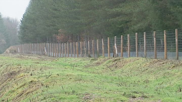 Plus de 4000 kilomètres de grillages érigés en Sologne. (A. Rigodanzo /  France Télévisions)