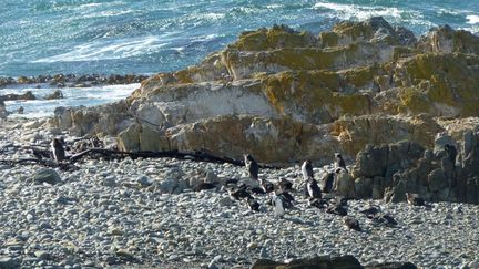 Ils n’ont pas l’air malheureux, ces manchots qui paressent sur la côte de l’île, parfois d’une sombre beauté… Malgré le vent qui souffle en violentes rafales. Le nom Robben Island fait référence à la faune sauvage de l’île: «robben» est dérivé d’un mot néerlandais signifiant «phoque», animal qui rode toujours dans les parages. (FTV - Laurent Ribadeau Dumas)