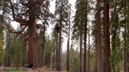 Depuis jeudi 7 juillet, des centaines de pompiers combattent un violent feu de forêt, qui menace les emblématiques séquoias géants du parc de Yosemite, dans le nord de la Californie, aux États-Unis. (FRANCEINFO)