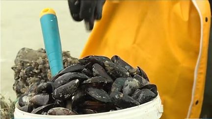 Nord : pêche à pied à Zuydcoote