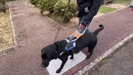 Pourtant indispensables aux déplacements des personnes porteuses de handicaps, des chiens guides ont été refoulés de certains magasins et de certains VTC. (France 2)