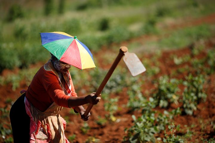 Une agricultrice, Nobutho Thethani, travaille aux champs dans le sud de Johannesburg (Afrique du Sud) le 21 février 2019. (REUTERS - SIPHIWE SIBEKO / X90069)