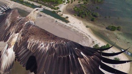 Cette photo signée Capungaero a remporté le Concours 2014 organisé par Dronestagram. Avec son drone, l'auteur immortalise le survol d'un aigle au dessus du parc national de Bali occicental (nord-ouest de l'Indonésie)
 (Capungaero)