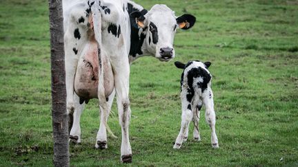 Une vache et un veau à Saint-Martin-du-Vivier, près de Rouen (Seine-Maritime), le 30 septembre 2019. (LOU BENOIST / AFP)