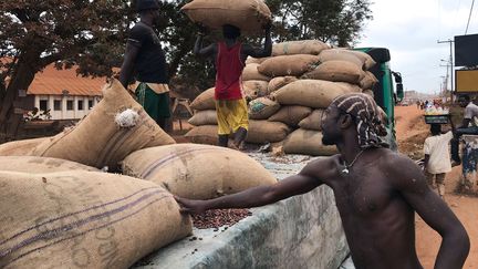 Les producteurs camerounais ont le moral à zéro, depuis la dégringolade du cours mondial de cacao de près de 50% à la mi-août 2016. «La vente de dix sacs de cacao rapportait 1 million de Francs CFA (1.524 euros) il y a un an. Il en faut seize aujourd'hui pour obtenir la même somme», expliquait l'un d'eux en juin 2017 à Jeune Afrique. L'économie cacaoyère représente un enjeu politique de taille à un an de la présidentielle. La fève de cacao constitue la deuxième source en devises du pays. Plus de 600.000 emplois directs et indirects sont liés à l'économie cacaoyère dont dépendent 6 millions de Camerounais. En 2015, elle représentait 19% des exportations derrière celles des hydrocarbures (44%).  (Ange Aboa / Reuters)