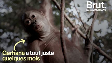 Un petit orang-outan n'avait que quelques mois quand sa mère s'est fait tuer, en plein cœur d'une forêt de Bornéo. Après avoir vécu un enfer, Gerhana reprend aujourd'hui des forces dans un centre de réhabilitation aux côtés de 7 autres congénères.