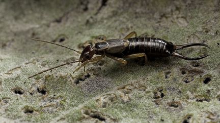 Les perce-oreilles sont les alliés du jardinier (PAUL STAROSTA / CORBIS DOCUMENTARY / GETTY IMAGES)