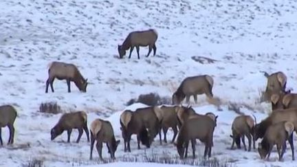 Sur les traces des animaux sauvages du Colorado 