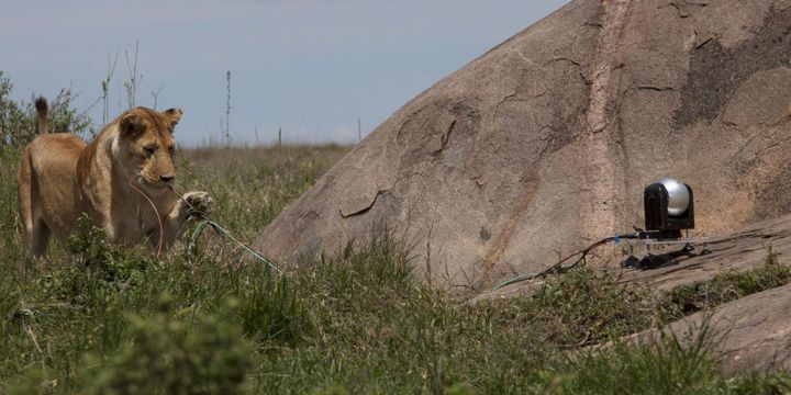 Un jeune lion perplexe face à une caméra automatisée
 (Felicity Egerton)