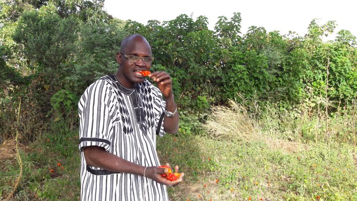 Grâce à la diversification des cultures, les agriculteurs produisent désormais du piment biologique au Burkina Faso. (CELIA QUILLERET / RADIO FRANCE)