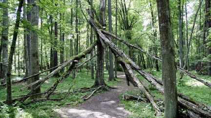 La forêt vierge de&nbsp;Białowieża en Pologne.&nbsp; (JANEK SKARZYNSKI / AFP)