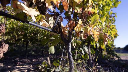 Un vigneron contraint d'irriguer ses vignes en octobre 2022 en Occitanie en raison de la chaleur inhabituelle. (GUILLAUME BONNEFONT / MAXPPP)