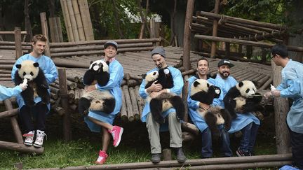 Les membres des Backstreet Boys posent avec des pandas &agrave; Chengdu &agrave; l'occasion d'une tourn&eacute;e du groupe en Chine, le 30 mai 2013. (REUTERS)