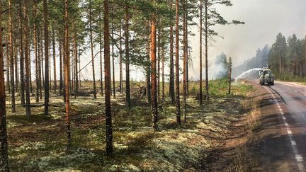 La forêt de Ljusdal en Suède, le 25 juillet 2018. (ELISE LAMBERT / FRANCEINFO)