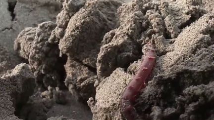 C’est quelque part une course contre la montre :&nbsp;les essais cliniques se multiplient pour tenter de trouver des traitements contre le nouveau coronavirus.&nbsp;L’une des solutions thérapeutique se trouve peut-être sous le sable breton, avec les vers&nbsp;marins. (France 3)