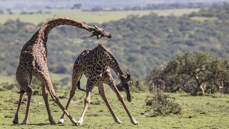 Afrique du Sud : un cinéaste tué par une girafe