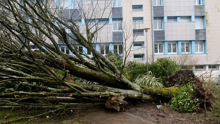 Trois lycéens ont été grièvement blessés par la chute de cet arbre à Carhaix-Plouguer (Finistère), le 6 mars 2017, lors du passage de la tempête Zeus. (FRED TANNEAU / AFP)