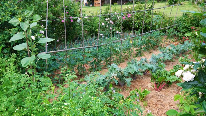 À la Rose des prairies, même le potager est entouré de rosiers.&nbsp; (ISABELLE MORAND / DIDIER HIRSCH / RADIO FRANCE / FRANCE INFO)