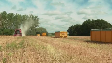 Alors que la sécheresse touche le pays, les agriculteurs s’adaptent. Certains se tournent désormais vers la culture du quinoa. (FRANCE 2)