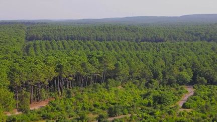 Pourquoi ne pas parcourir les forêts de France en vélo ? Le journal du 13 Heures vous emmène dans les Landes, le long du littoral Atlantique, un parcours de 1 200 kilomètres dédié aux deux-roues. (France 2)