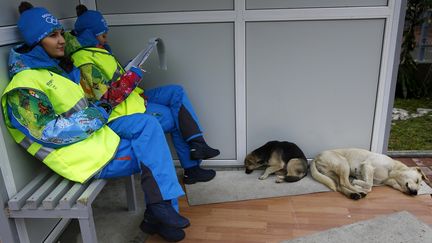 Deux b&eacute;n&eacute;voles assis pr&egrave;s de deux chiens errants pr&egrave;s du centre de presse de Sotchi (Russie), le 30 janvier 2014.&nbsp; (KAI PFAFFENBACH / REUTERS )