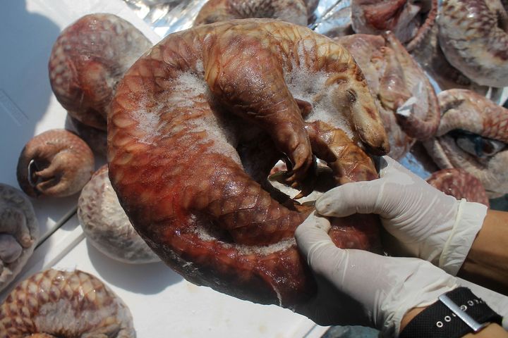 A Surabaya, en Indonésie, les douanes ont saisi une cargaison d'1,3 tonne de pangolins congelés, le 8 juillet 2015.&nbsp; (SURYANTO / ANADOLU AGENCY / AFP)