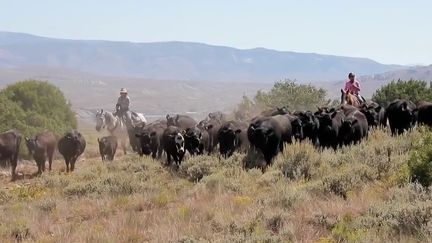 Dans les grandes plaines de l'Ouest américain, bien loin du cliché du cowboy à la tête de son ranch, les cowgirls ont décidé de reprendre le pouvoir. Elles représentent aujourd'hui plus de 30% des dirigeants de ranch. (France 2)