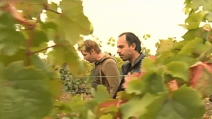 Viticulture : un goût d'Argentine