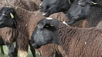 Haute-Loire : la brebis Noire du Velay, une race réputée (FRANCE 2)