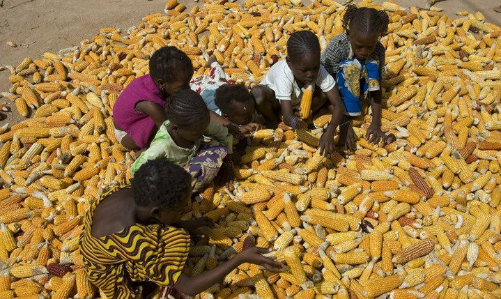 Enfants maliens qui tournent le maïs pour le faire sécher. (AFP/SEUX PAULE/HEMIS.fr)