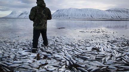 Entre 25 et 30 000 tonnes de harengs sont morts asphyxi&eacute;s depuis d&eacute;cembre dernier en raison d'un manque d'oxyg&eacute;nation des fjords situ&eacute;s &agrave; l'ouest de l'Islande, le 5 f&eacute;vrier 2013. (BRYNJAR GAUTI / AP / SIPA)